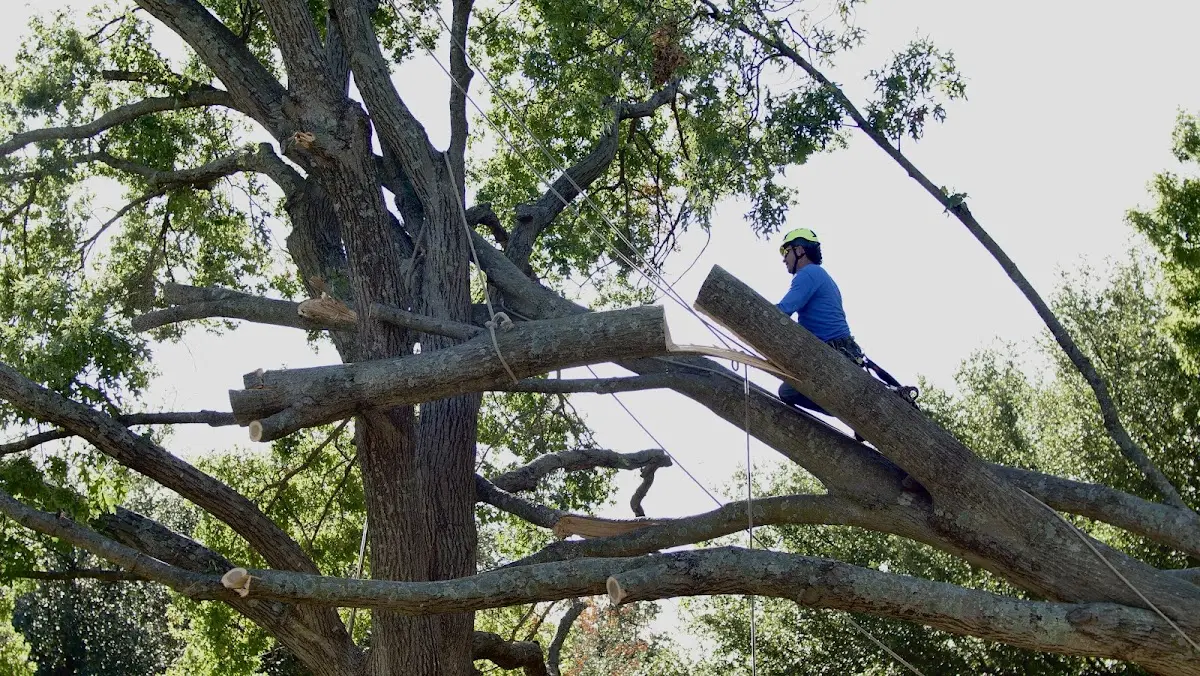 Professional Hazardous Tree Removal performed by certified arborists in Farmer