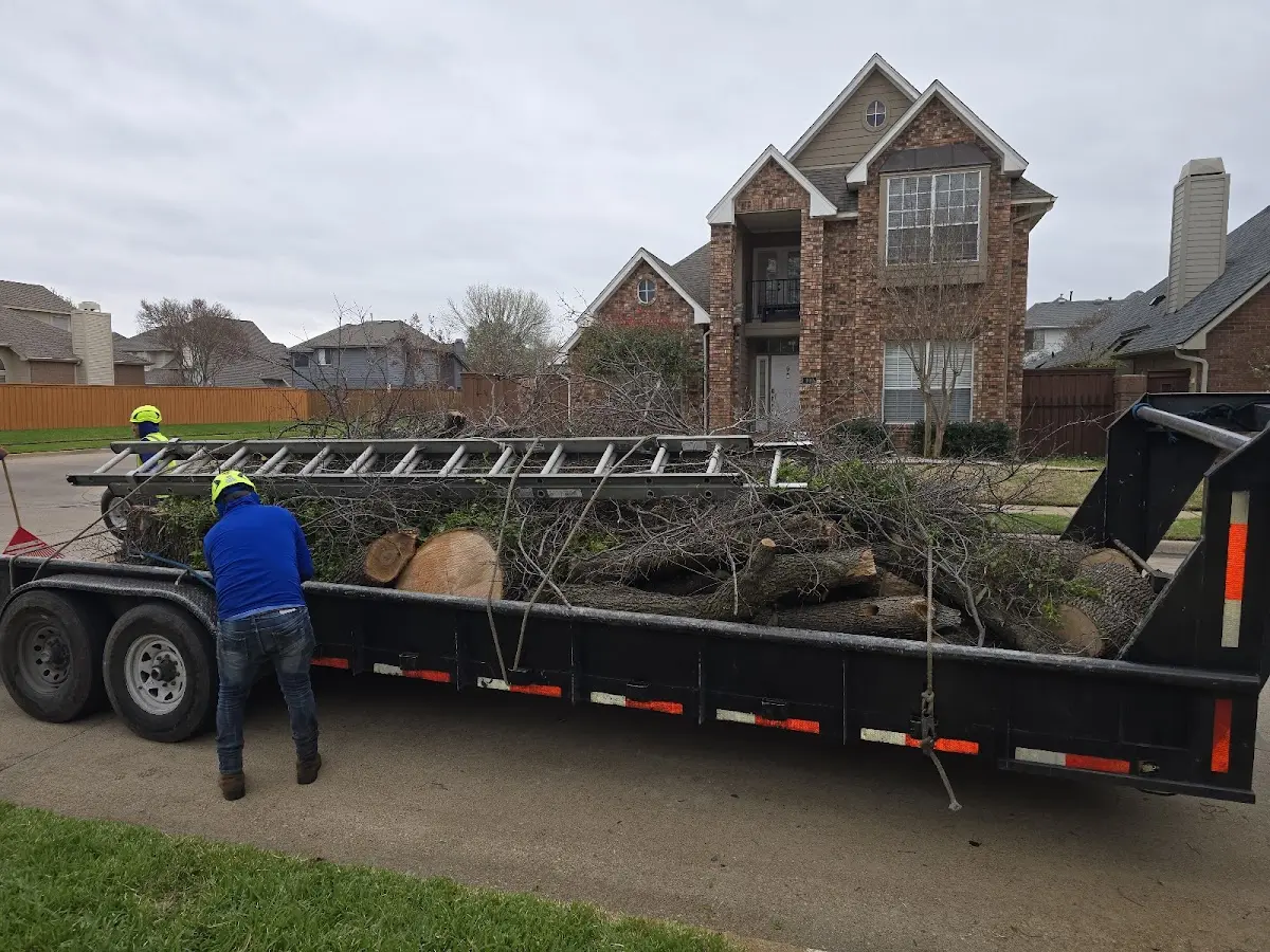 Expert Tree Removal with proper safety equipment in Farmer